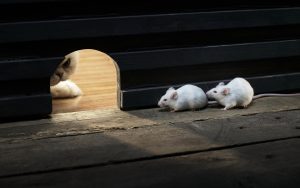 come-to-me-little-mice-87287