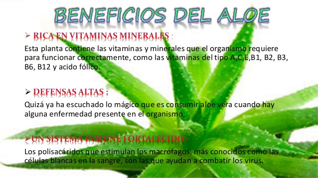 Beneficios De La Planta Sabila Quita Arrugas Ojeras Manchas Y