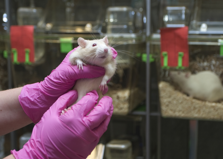 Boricuas usadas como ratas de laboratorio / Boricuas used as Guinea Pigs