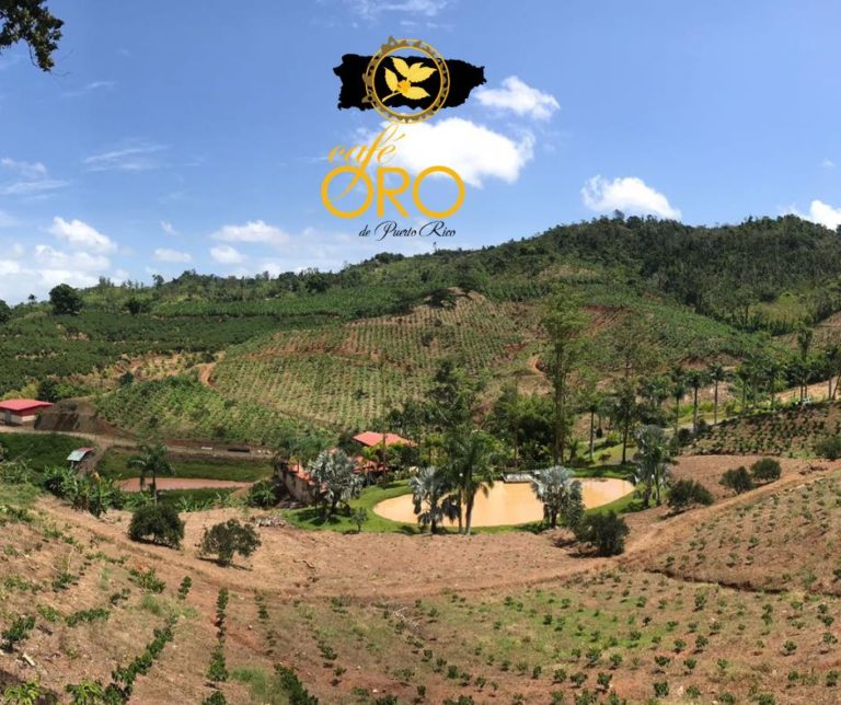 El café puertorriqueño es el mejor del mundo