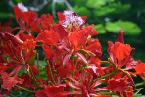 Debajo del Falboyan con Thelemaque Tlorvil, Domingo 10 de Mayo 2020