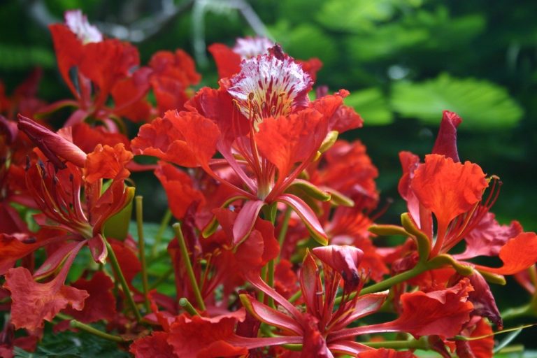 Debajo del Falboyan con Thelemaque Tlorvil, Domingo 10 de Mayo 2020