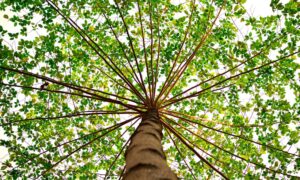 Los boricuas tenemos que jamaquer el palo