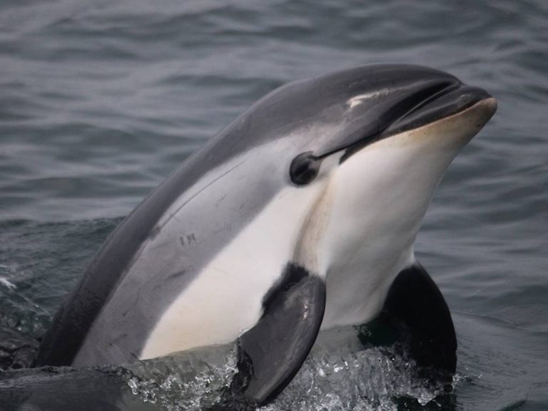 Batalla contra el animal insaciable